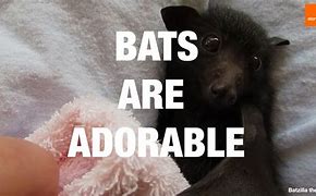 Image result for Adorable Bat Meme