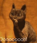 Image result for Ohhh Cat Meme