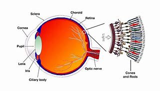 Image result for Retina Rods and Cones