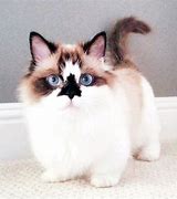 Image result for Munchkin Cat Kitten