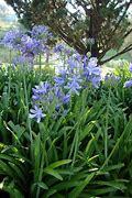 Image result for Agapanthus africanus