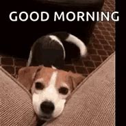 Image result for Good Morning Dog Meme GIF