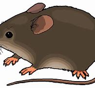 Image result for Free Mouse ClipArt