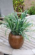 Bildergebnis für CAREX LAXIC. BUNNY BLUE