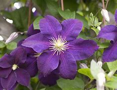Image result for Purple Vine Plant