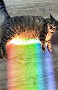 Image result for Rainbow Cat Meme What Is It Called