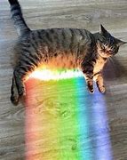Image result for Rainbow Cat Face Meme