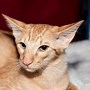 Image result for Large-Eared Cat
