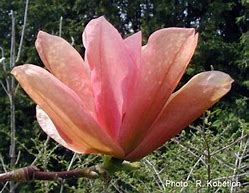 Image result for Magnolia Flamingo