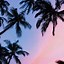 Image result for Pink Palm Tree Leaves