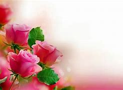 Image result for Fundo Rose