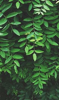 Image result for Aesthetic Green Colour Background