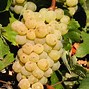 Image result for Champagne Grapes