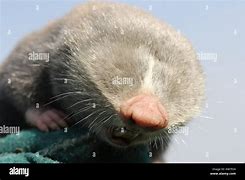 Image result for Rat Teeth