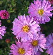 Image result for Aster dumosus Rosenwichtel 