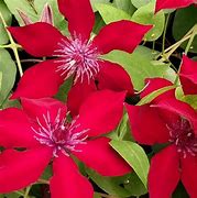 Image result for Clematis Nubia