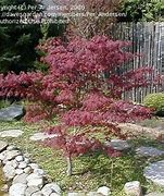 Image result for Acer Palmatum Fireglow Japanese Maple