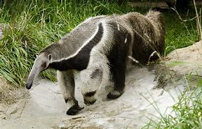 Image result for anteater