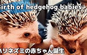 Image result for Hedgehog Birth