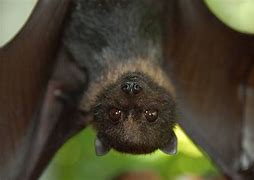 Image result for House Fruit Bat