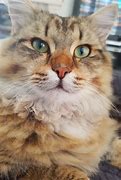 Image result for Pepito The Cat