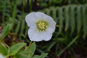 Image result for HELLEBORUS ORIENTALIS ALBA