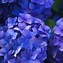 Image result for Flowers with Pink Purple and Blue