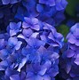 Image result for Beautiful Blue Purple Flowers