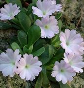 Image result for Primula all. Anna Griffith