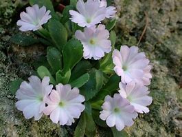 Image result for Primula allionii RW1
