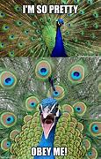 Image result for Peacock Meme Avatar