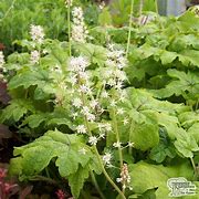 Image result for Tiarella Jeepers Creepers