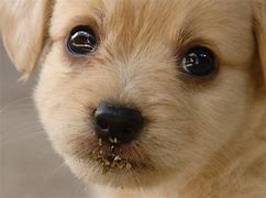 Image result for Cute Puppy Eyes Kids
