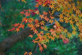 Image result for Hokkaido Autumn