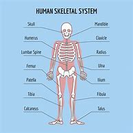 Image result for Basic Human Skeleton Labeled