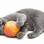 Image result for Fresh Cat Apple