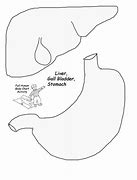 Image result for Printable Life-Size Body Organ Stomach