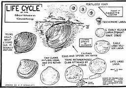 Image result for Ocean Quahog Life Cycle
