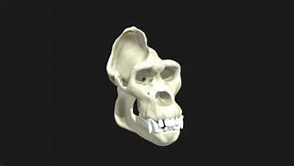 Image result for Scary Skull 3D Drawings