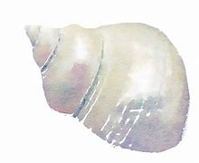 Image result for Coquillage Icon.png