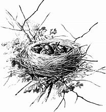 Image result for Bird Nest Drawing