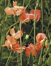 Image result for Sweet Pea Flower Garden