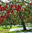 Image result for Dwarf Fuji Apple Tree