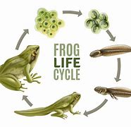 Image result for Frog Life Cycle Eggs