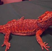 Image result for Big Dragon Lizard