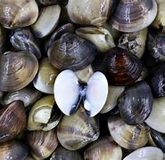 Image result for Types of Clam Shells