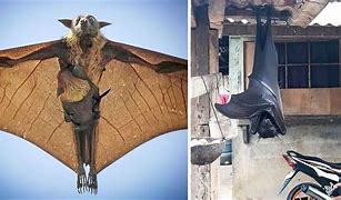 Image result for Giant Bat Talisay