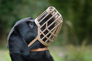 Image result for Free Picture Dog with Muzzle