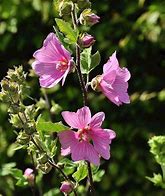 Image result for Lavatera Burgundy Wine