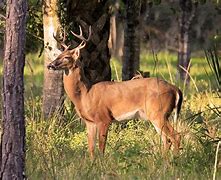 Image result for 60 Point Buck
